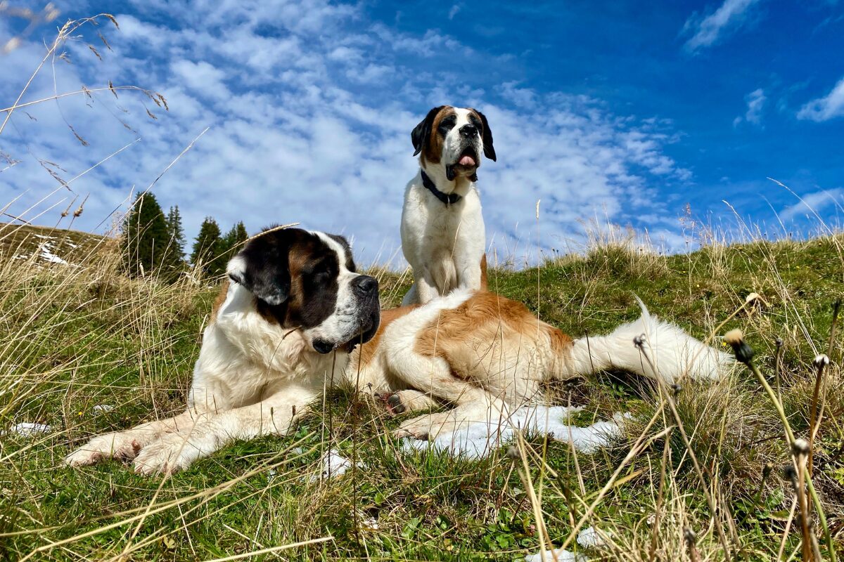 St. Bernhardshund