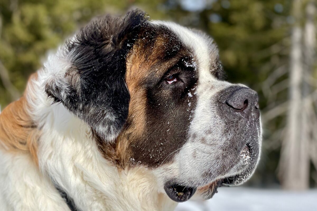 St. Bernhardshund