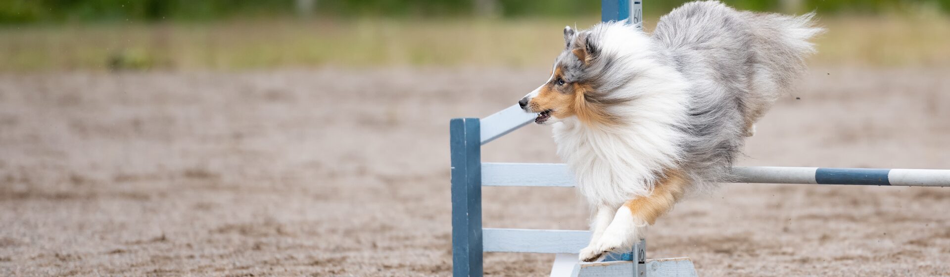 Headerbild - Agility