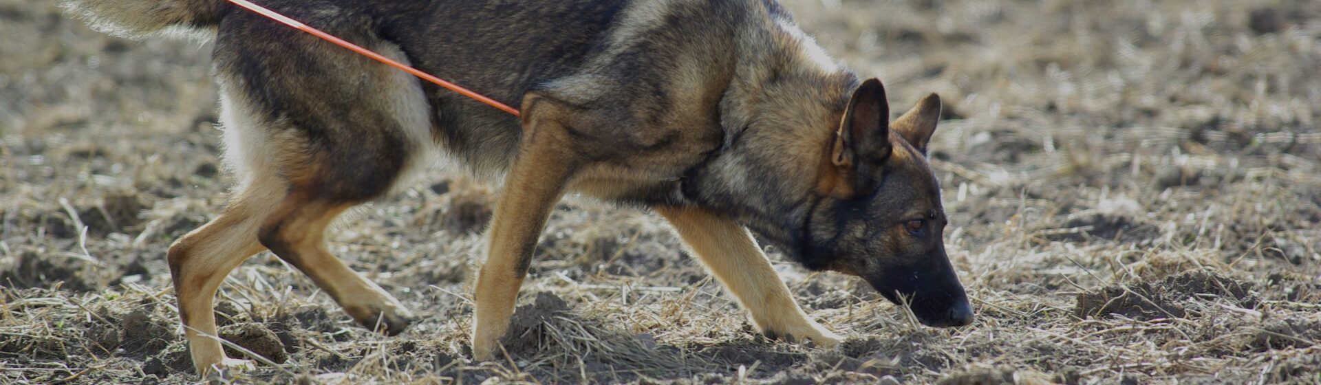 Headerbild - Fährtenhund