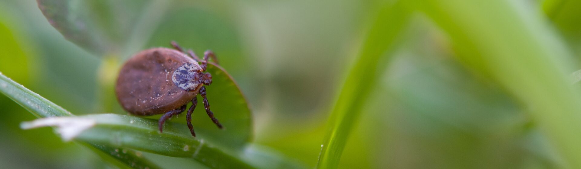 Headerbild - Impfungen & Parasitenprophylaxe