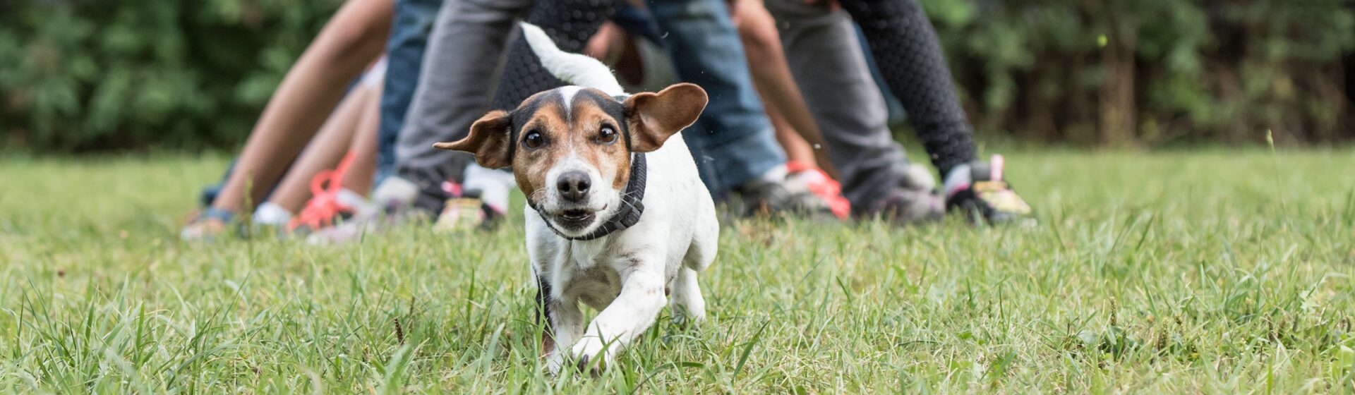 Headerbild - Jugend + Hund