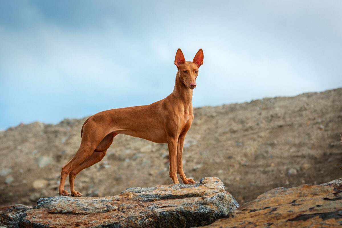 Allevamento di cani di razza