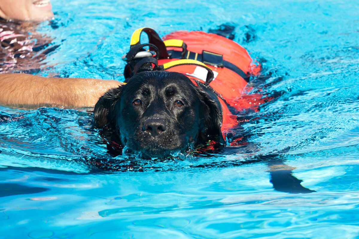 Cani da lavoro in acqua