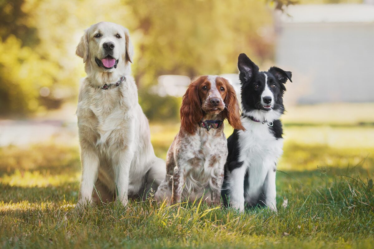 À quel type de chien correspondrais-je ?