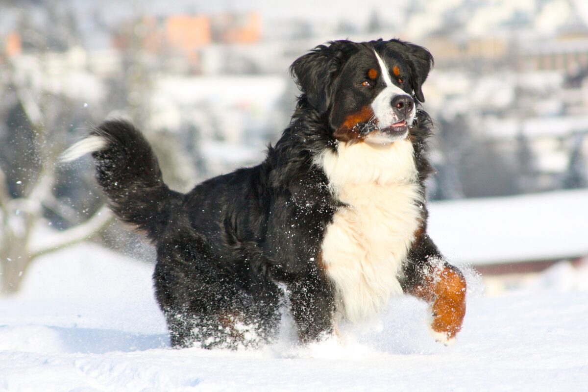 Berner Sennenhund (1)