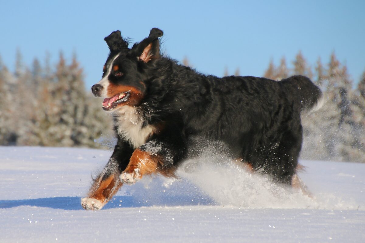 Berner Sennenhund (10)