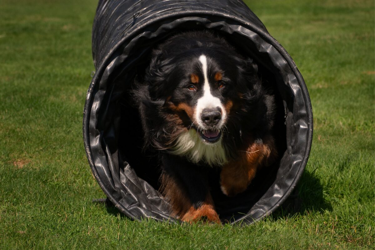 Berner Sennenhund (13)