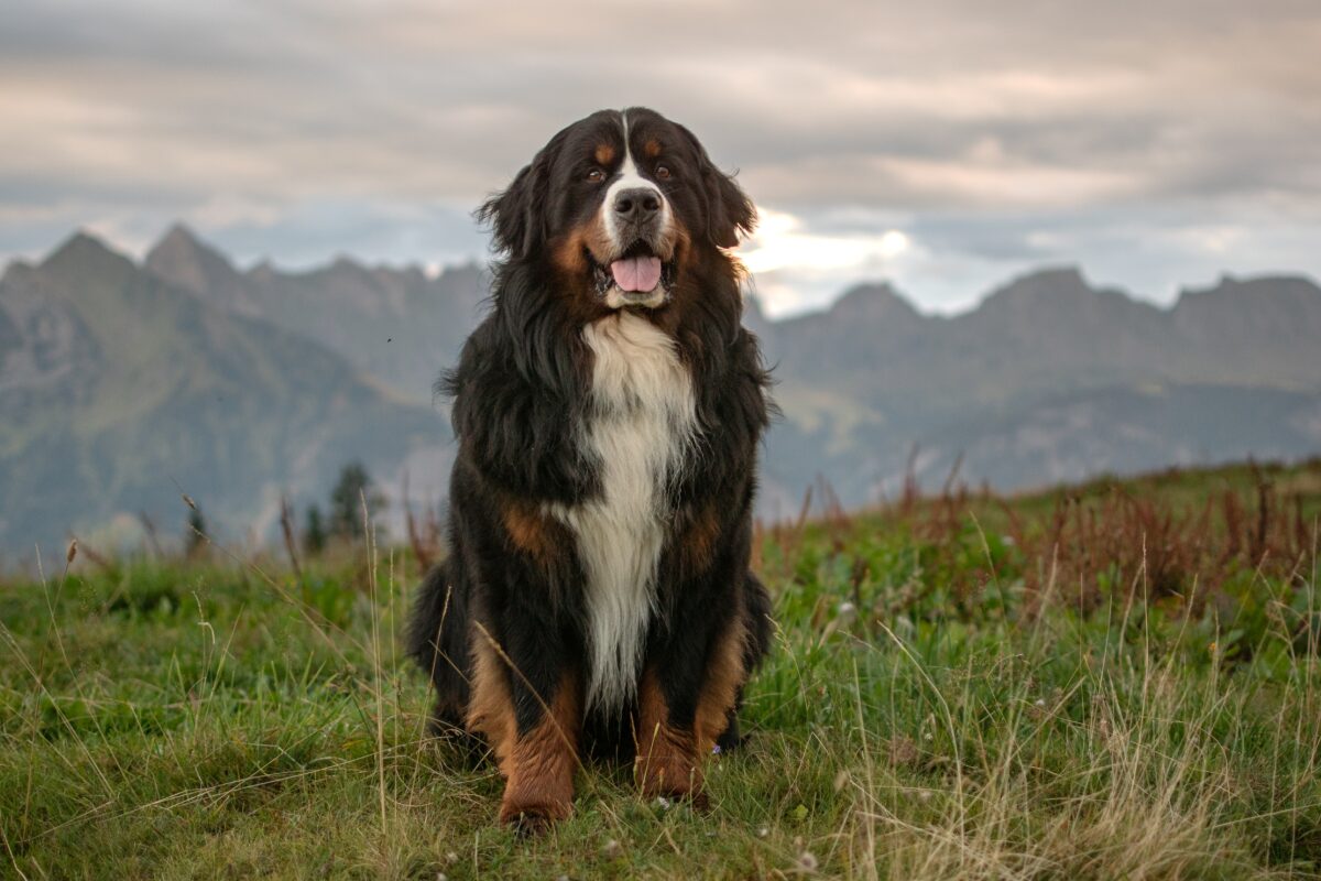 Berner Sennenhund (14)