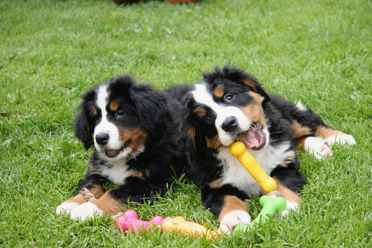 Berner Sennenhund (3)