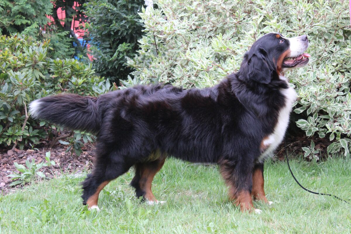 Berner Sennenhund (4)