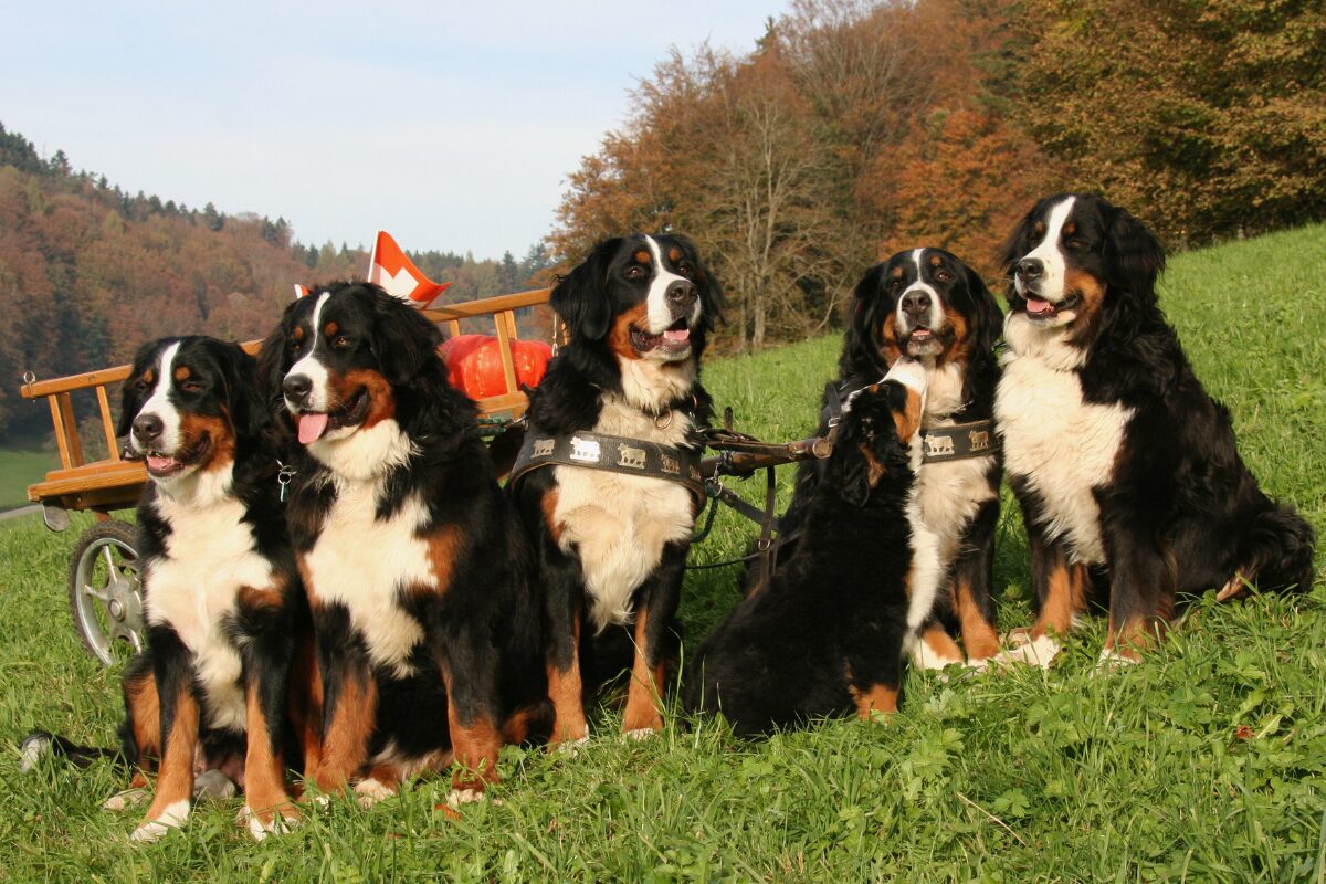 Berner Sennenhund (6)