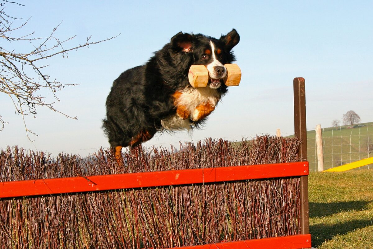 Berner Sennenhund (7)