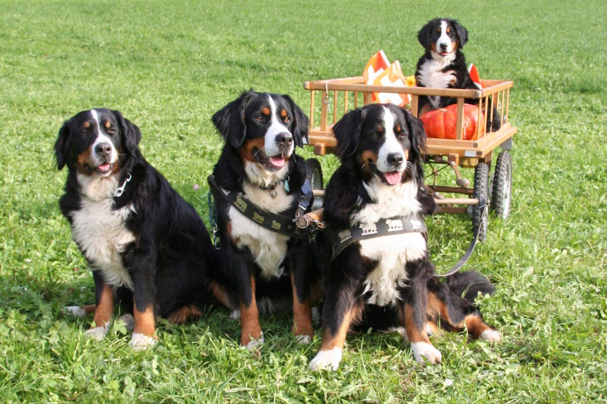 Berner Sennenhund (8)