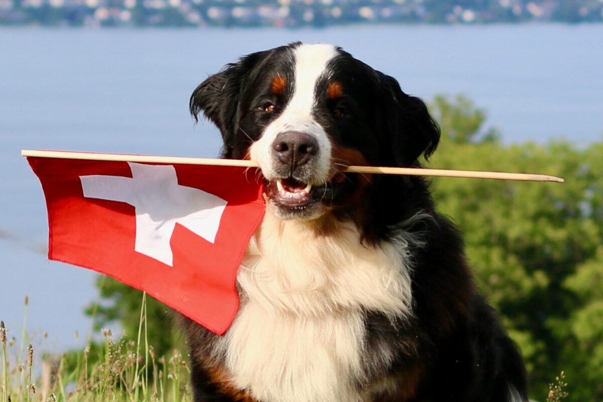 Berner Sennenhund (9)