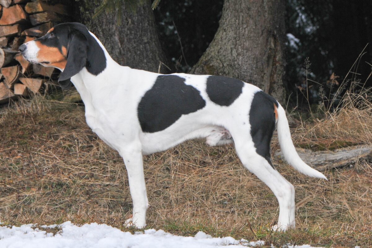 Schweizer Laufhund (5)