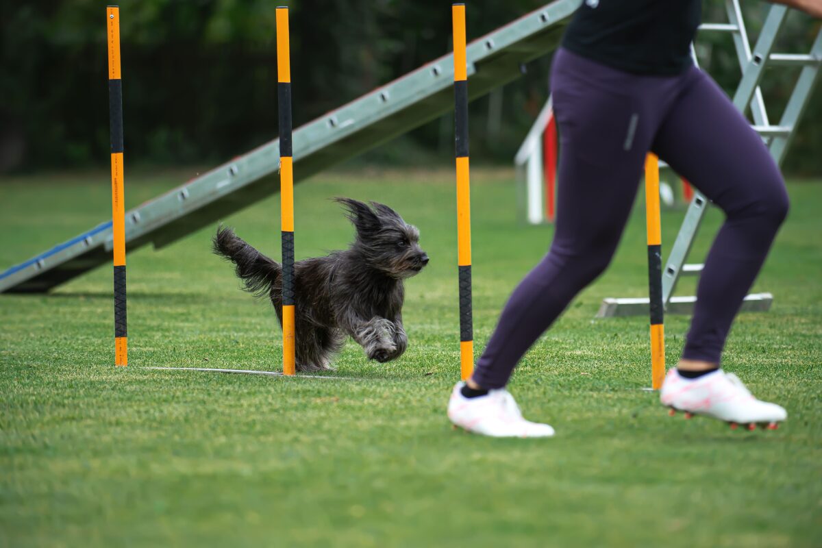 Agility | Foto: Rahel Rothlin