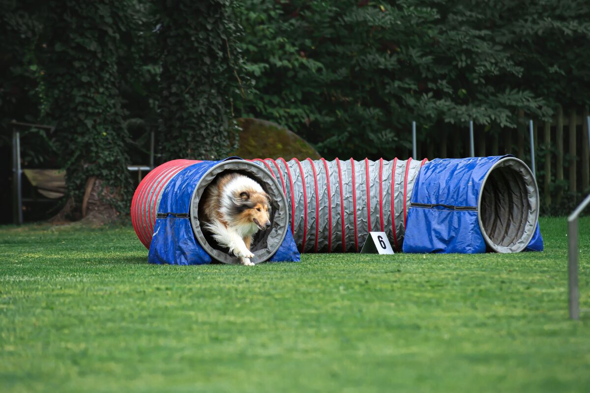 Agility | Foto: Rahel Rothlin