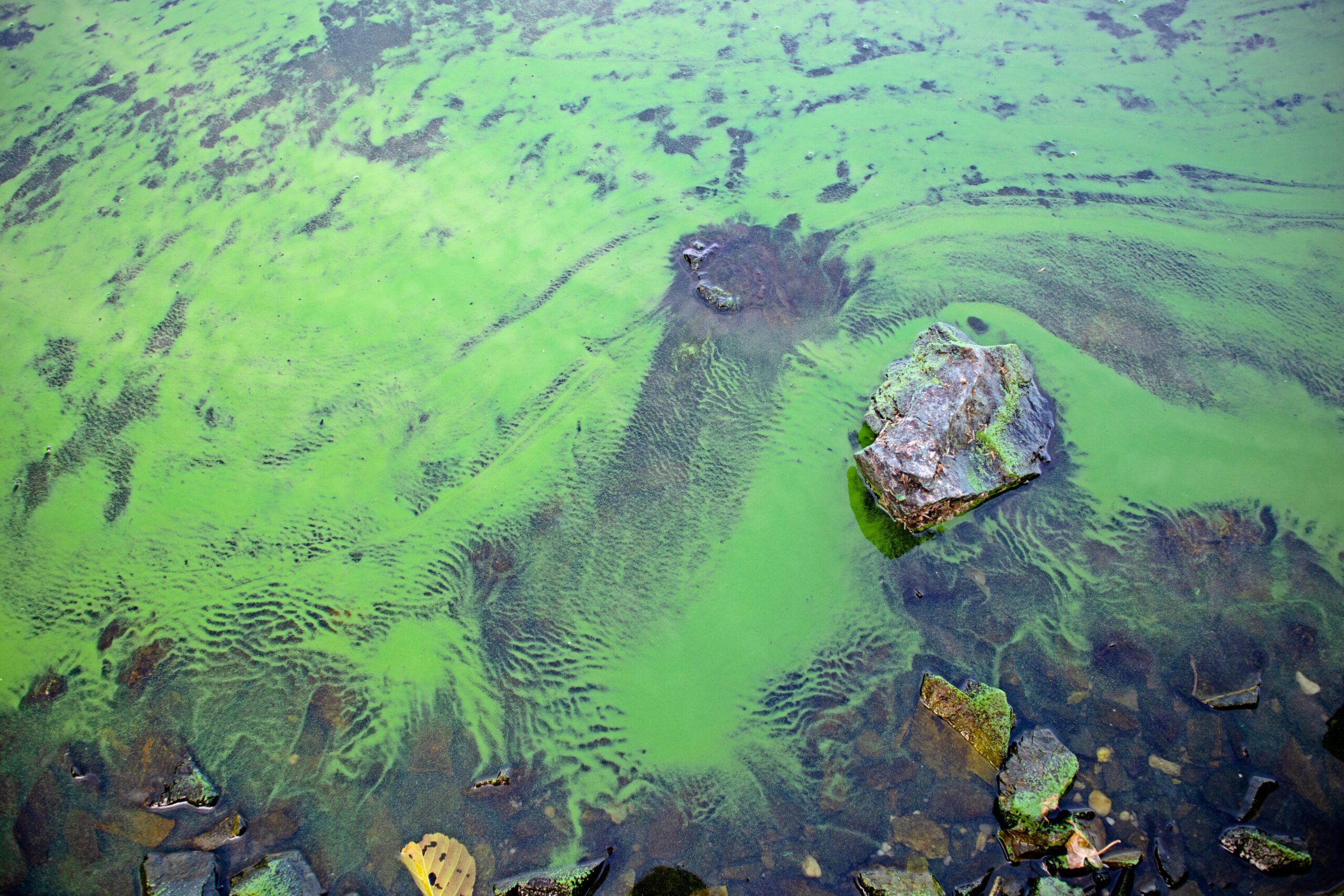 Blaualgen