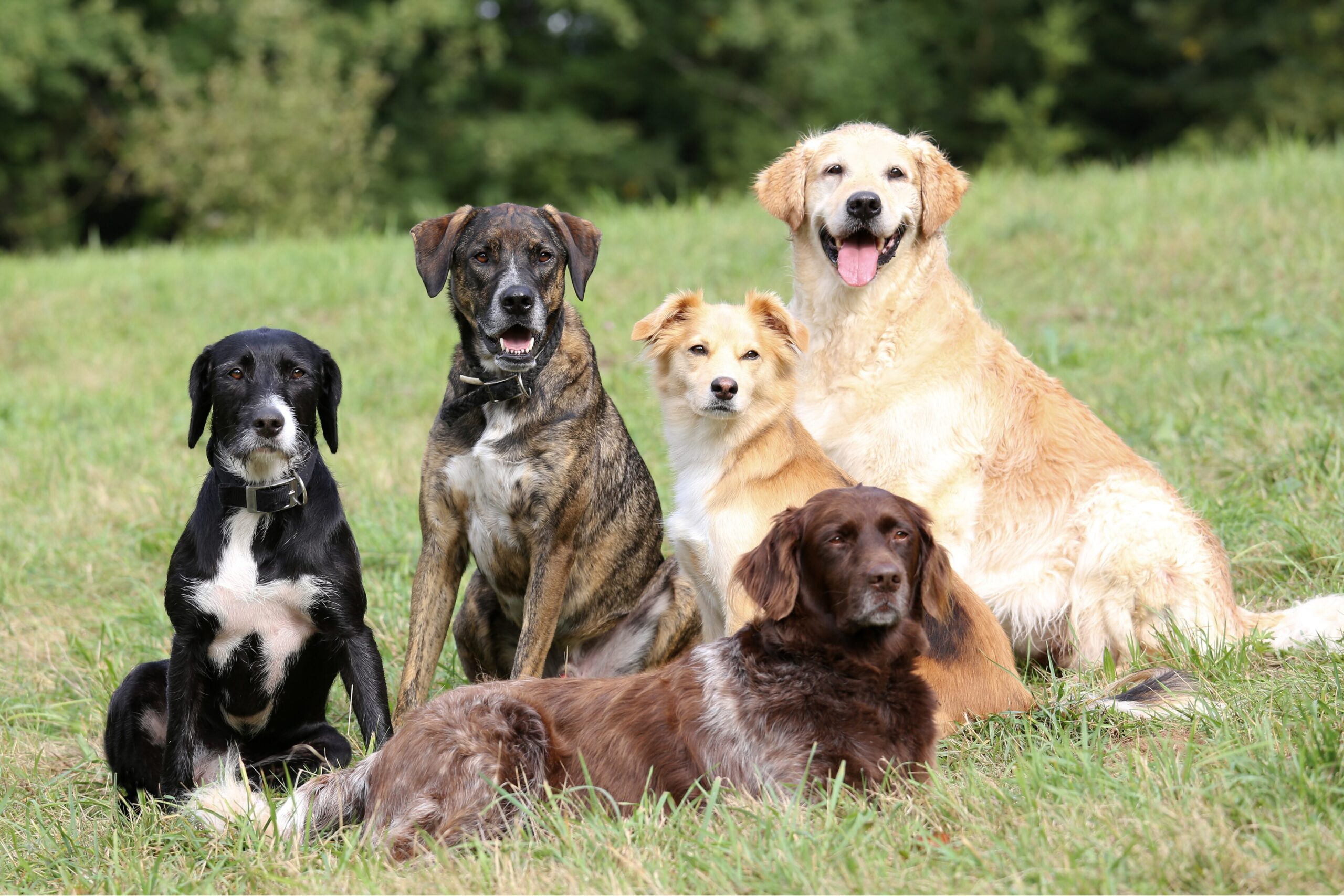 Giardien beim Hund