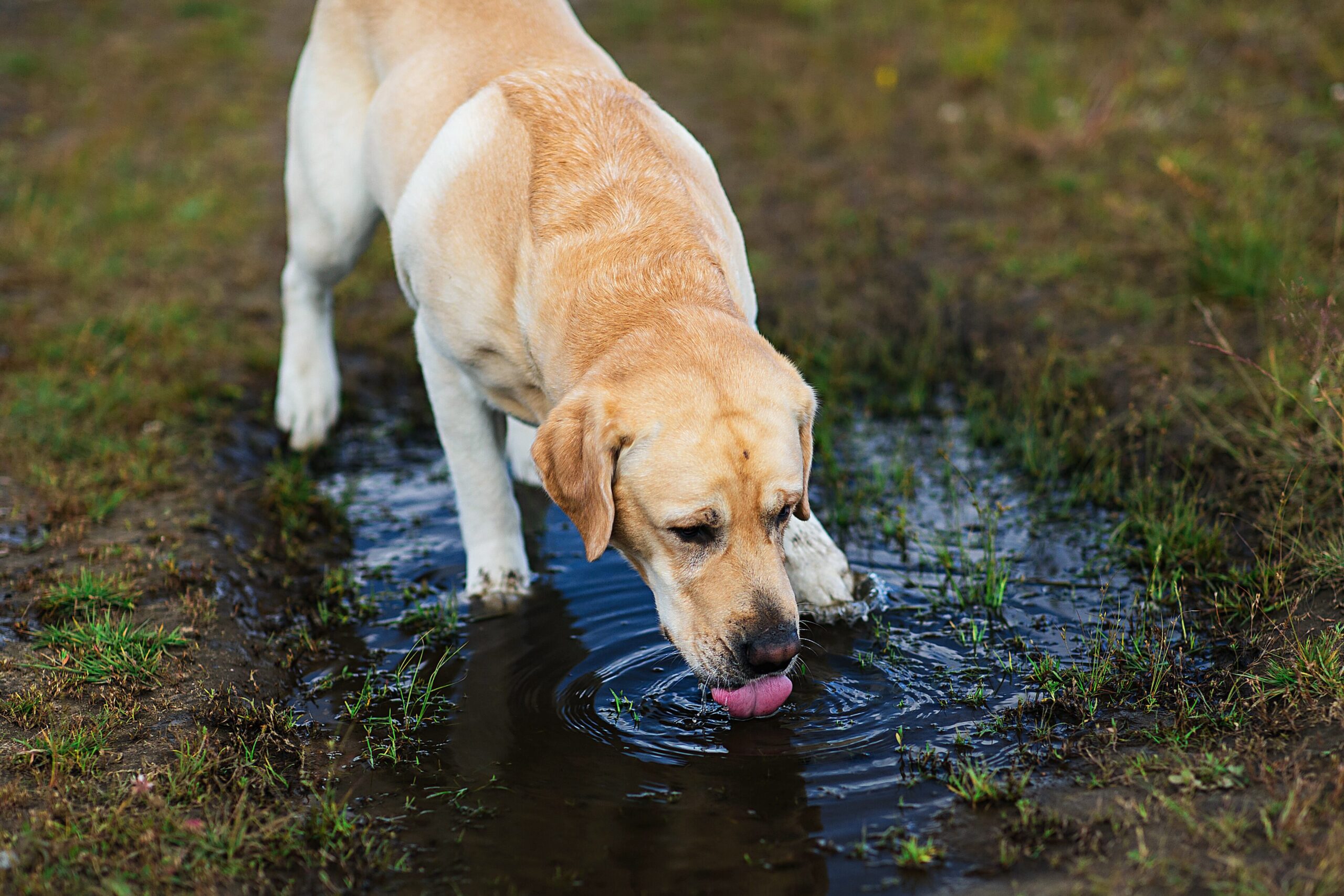 Leptospirose beim Hund